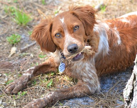 Brittany spaniels for adoption - Nov 10, 2016 · The Brittany Spaniel can live for as long as 15 years and usually weighs below 18 kilograms. This dog breed is available in several color combinations, such as white and orange, white and liver, as well as black and white. Some variants are roan or piebald in color. 